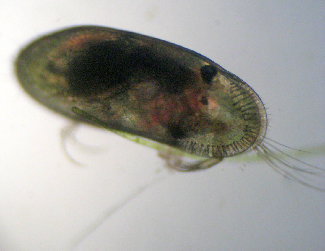 Ostracodi poco seri